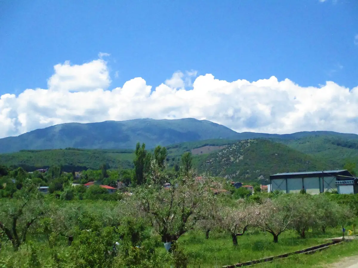 Orchards in blossom in front of Mount Vermio